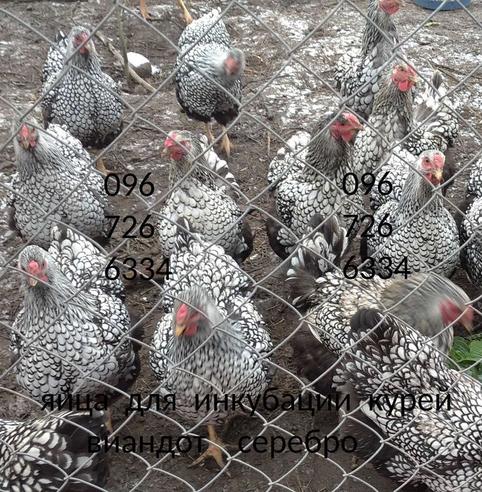 инкубационное яйцо курей виандот серебро віандот яйця на інкубацію