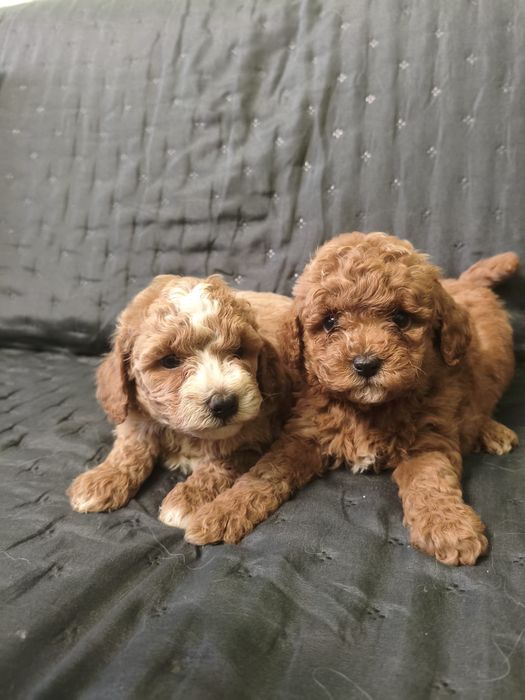 Maltipoo szczenię