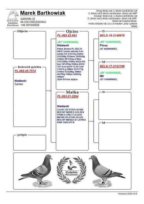 Gołąbek Lotowy Samczyk vanvinkel x Golden Prince