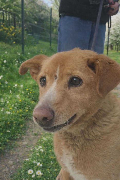Pies Hektor czeka na swój cud. Adopcja psa, psy ze schroniska