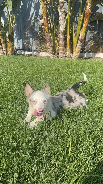 Border Collie Fêmea Merle Fofa