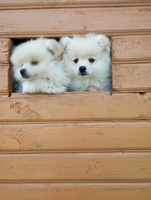 Szpic miniaturowy pomeranian