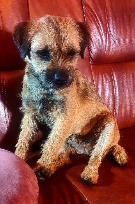Border terrier  suczka FCI