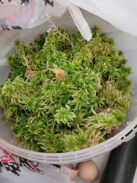 Кора галтована, мох, кокочіпси та інше.