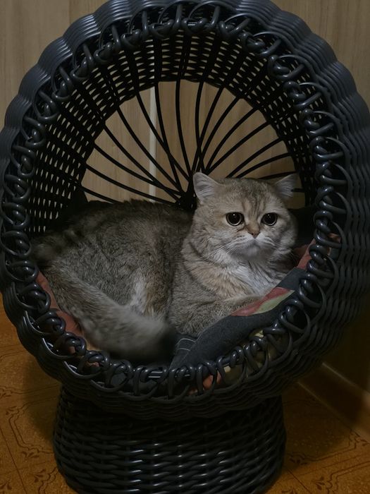 Британский кот вязка .В окрасе золотая шиншилла