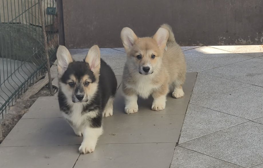 Вельш корги пемброк.