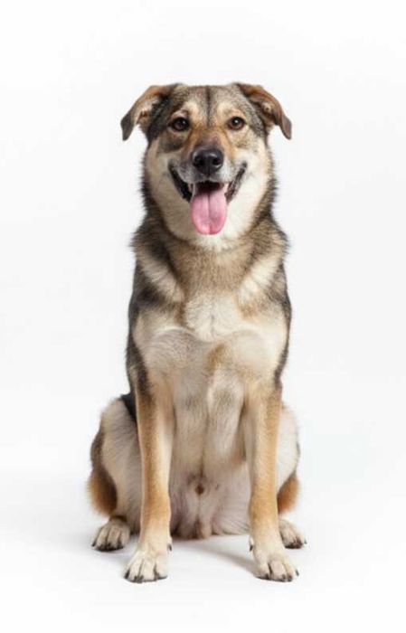 RUDKA - niewielka suczka szuka domu