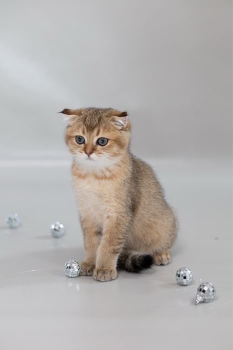 Увага!!!ціну знижено!!! Котики золоті шиншили