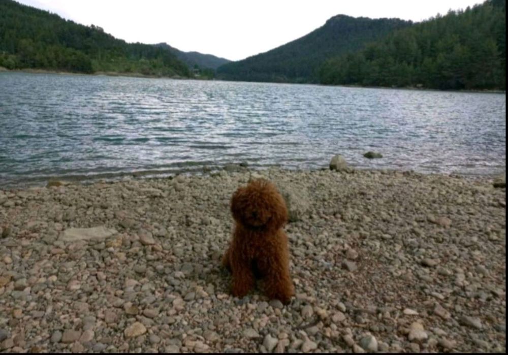 Пуделя той і карлікові на вязку.