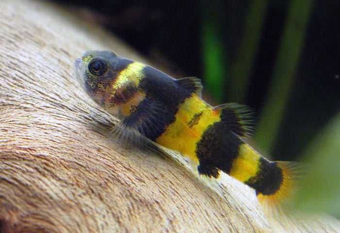 Babka osa (babka złota) - Brachygobius doriae
