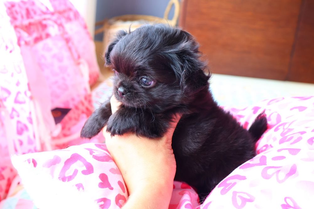 Chihuahua macho pêlo longo , pronto para entrega