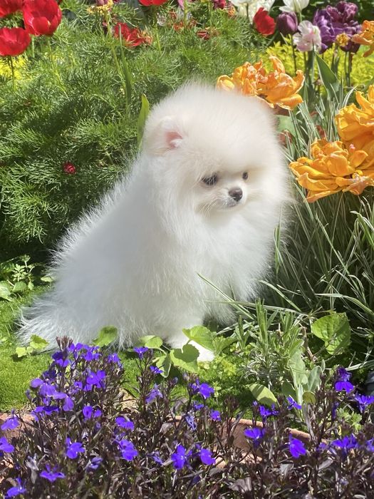 Шикарний хлопчик