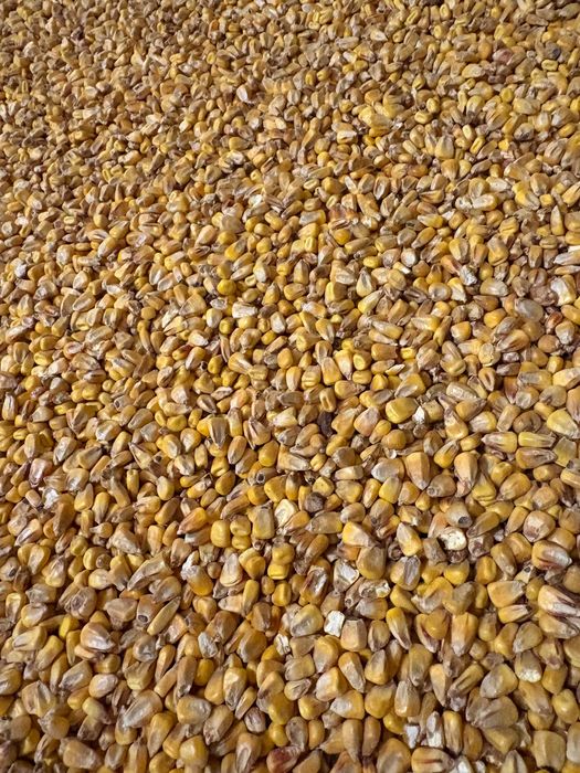 kukurydza tegoroczna  czysta pszenica pasza mielona