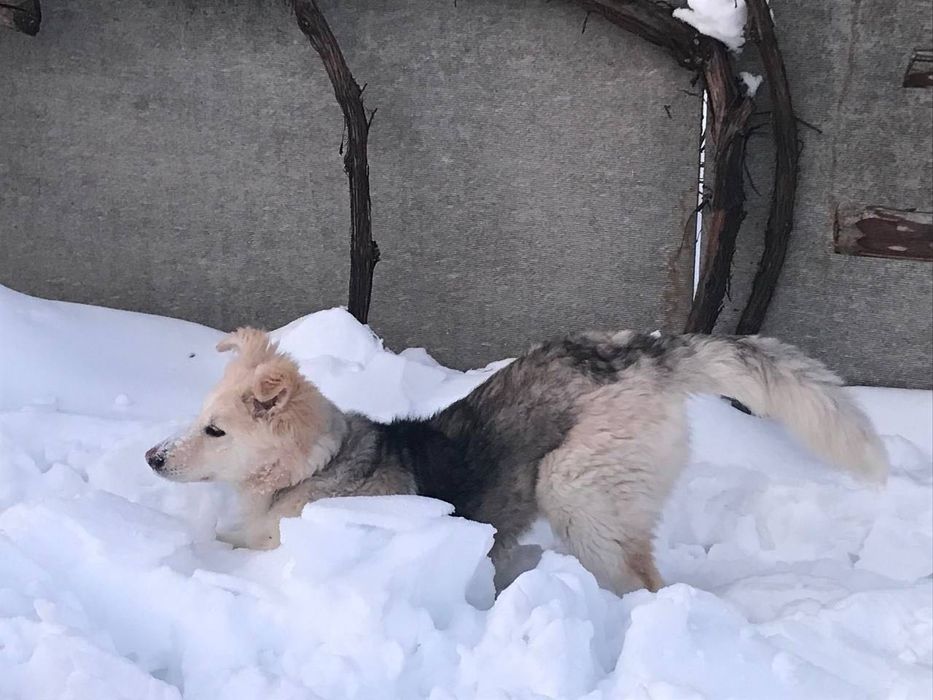 Стерилізована Умка шукає відповідальних батьків!