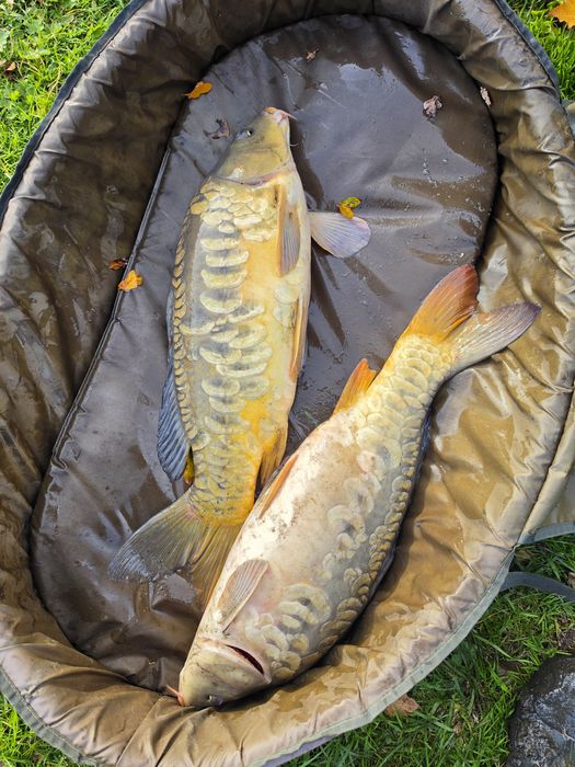Karp,karaś,amur ryby na zarybienie