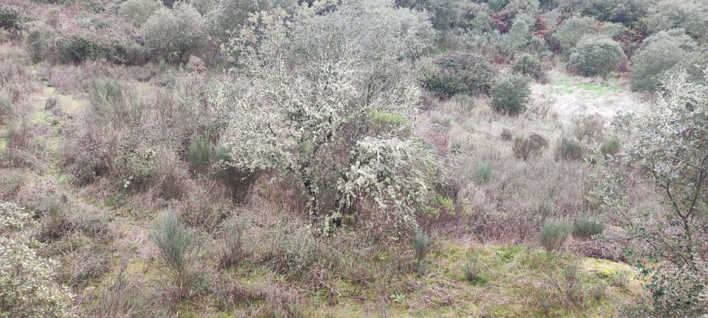 Terreno Rustico com 16643 m2