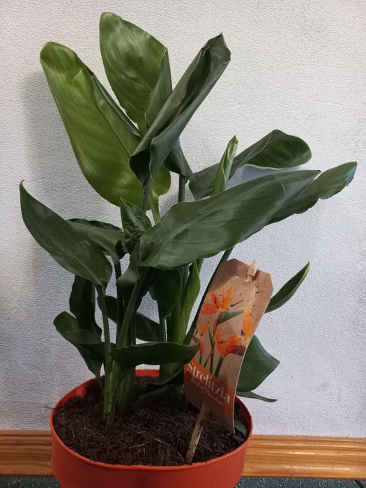 Стреліція "райска птаха"