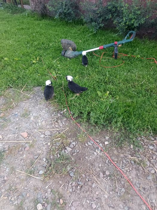 Kurczaki białoczuby holenderskie kury koguty pary