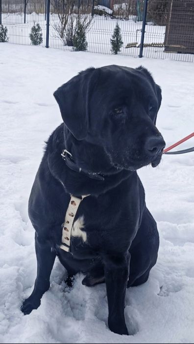 Piękny labrador Kodi