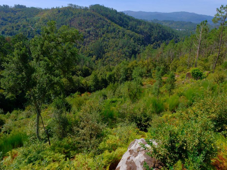 Limpeza e Manutenção de Terrenos