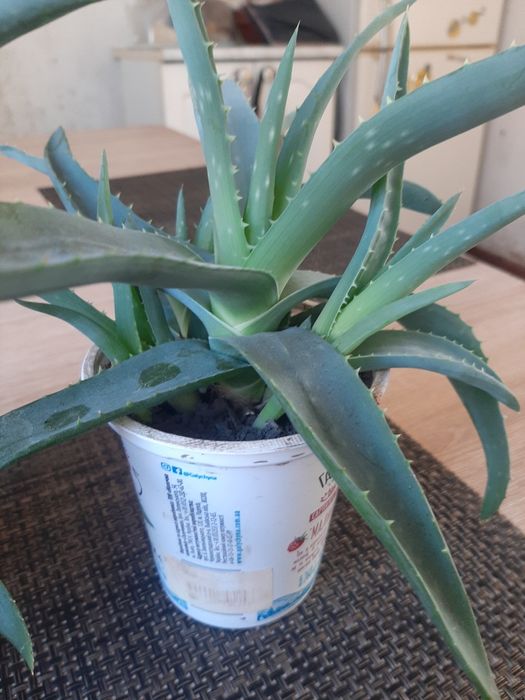 Алое трирічні, 2 вазони