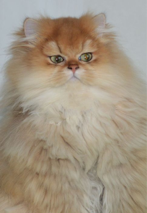 Золота шиншила шикарний хлопчик