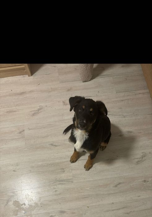 Oddam v dobrze rencie