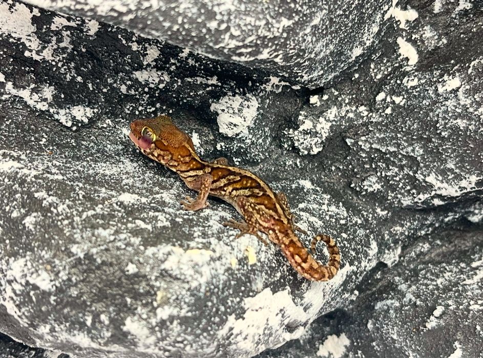 Gekon madagaskarski gekony madagaskarskie nie lamparci Katowice