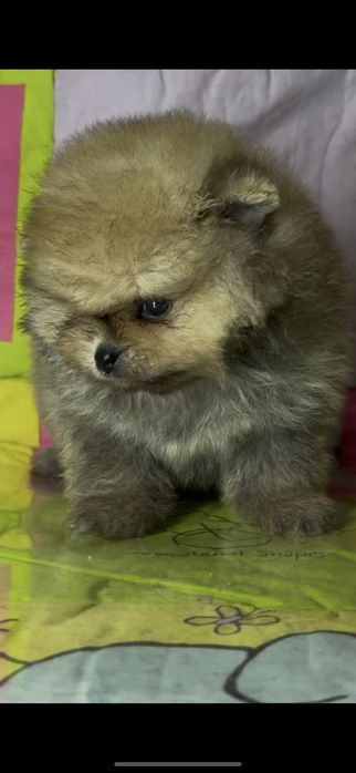 Маленький мишутка, померанчик