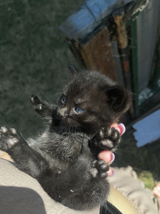 Котята девочки и мальчики