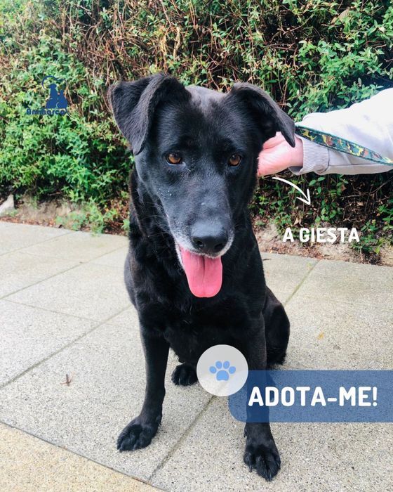 Giesta cadela para adoção