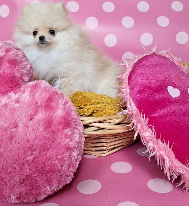 Piekna suczka Pomerania