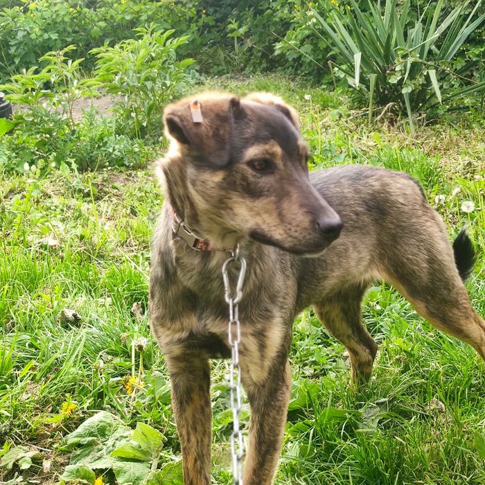 Собака Джуля, стерилізована