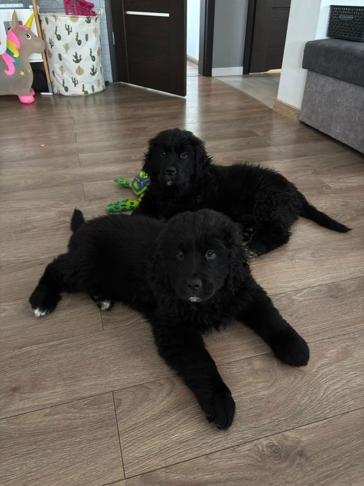 Golden Mountain Dog Piesek 9Tygodni !Golden Retriever +Berneński Pies