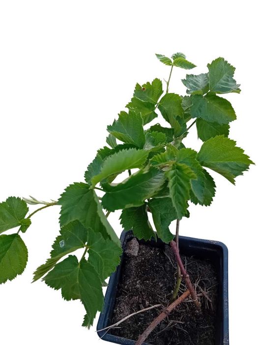 Framboesa preta planta