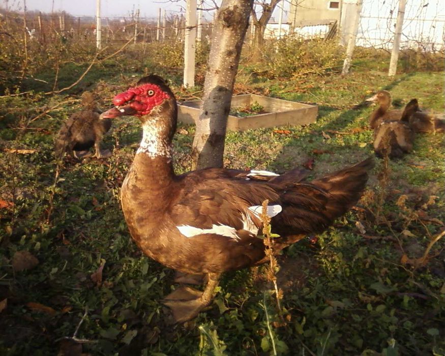 Мускусные утята_