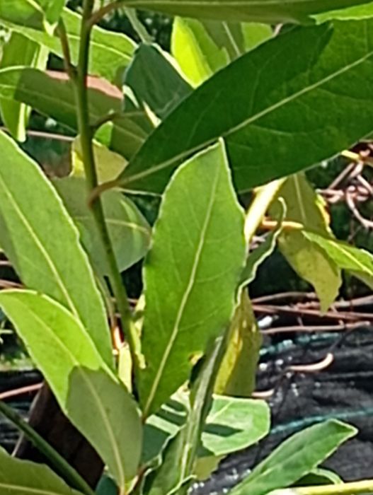 Louro folhas de loureiro/faz a tua encomenda