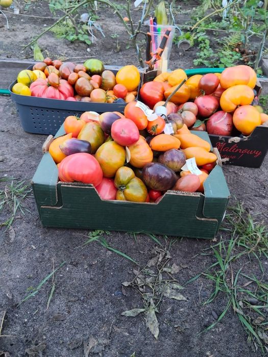 Nasionka kolekcjonerskie