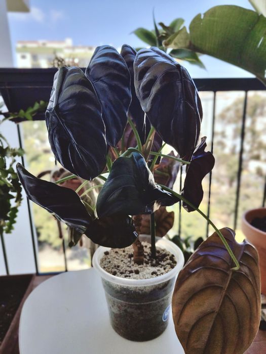 Alocasia cuprea // planta interior