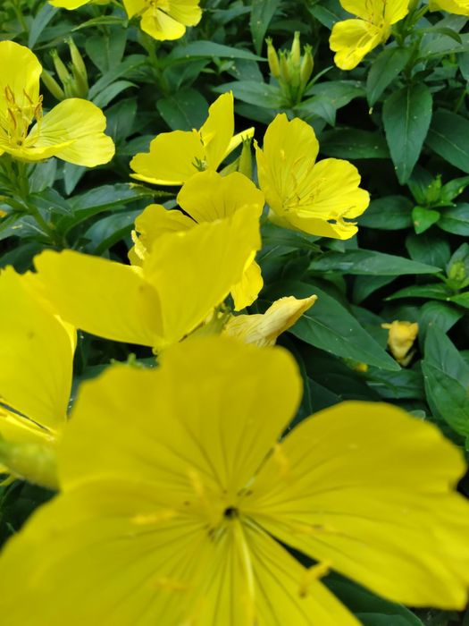 Багаторічні квіти