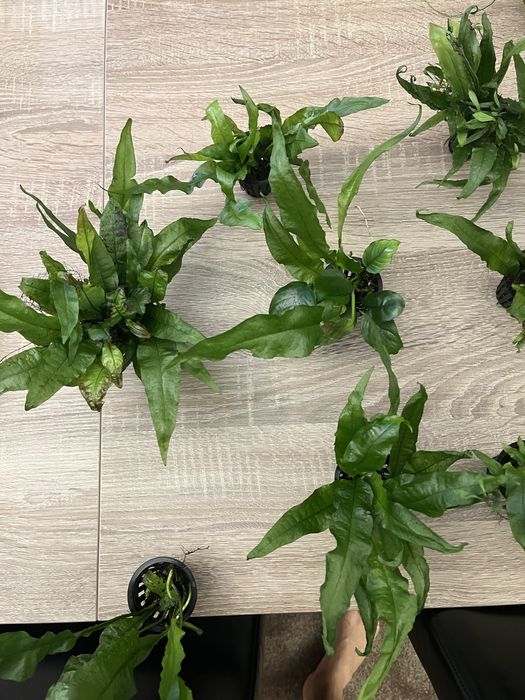 Plantas aquáticas + troncos aquario
