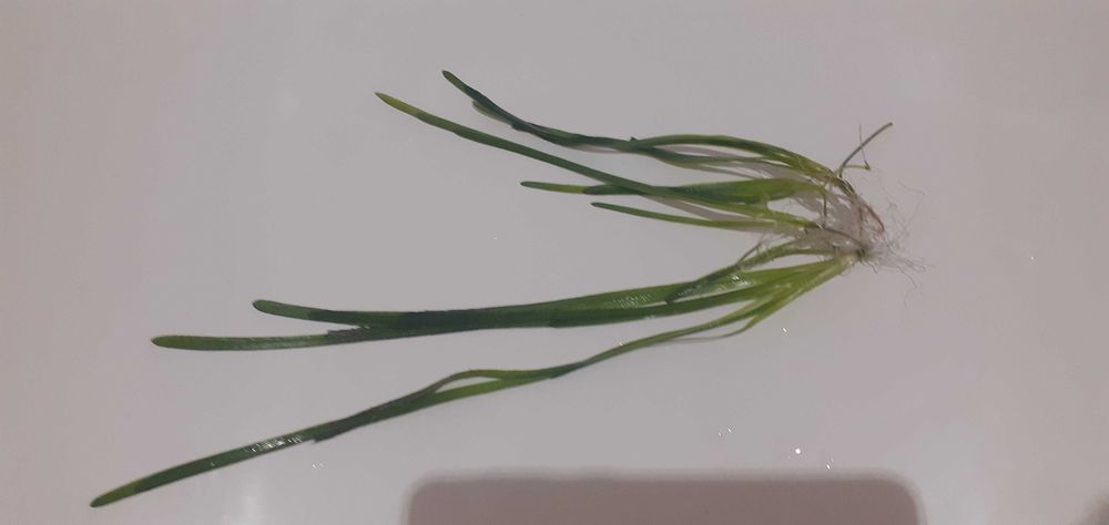 Обменяю водоросли