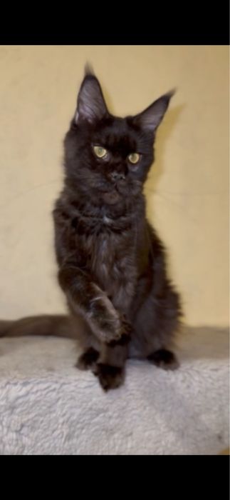 Мейн-кун дівчинка виводиться з розведення