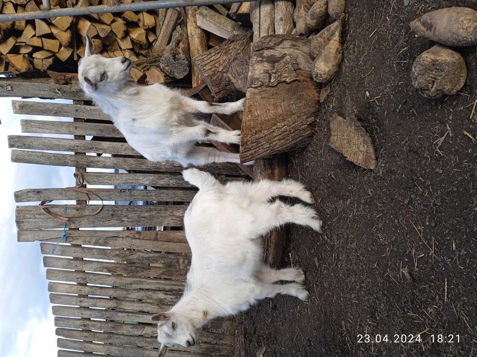 Продам 2 цапки ціна договірна