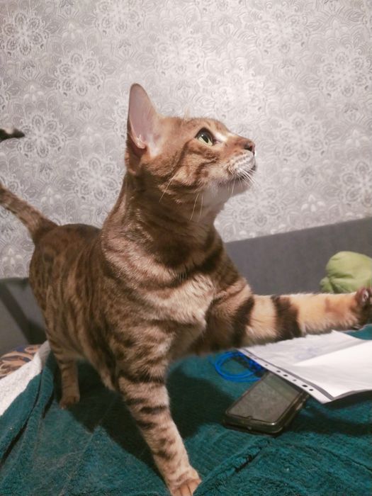 Бельгийский  кот в хорошие руки