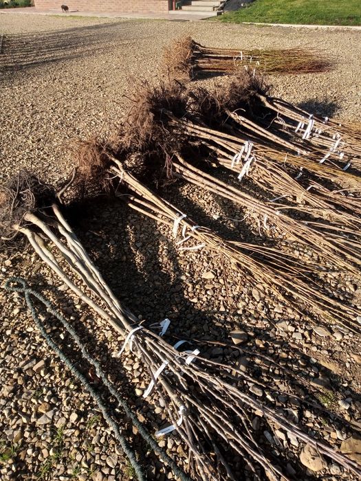 Drzewka owocowe Darowice 35 A