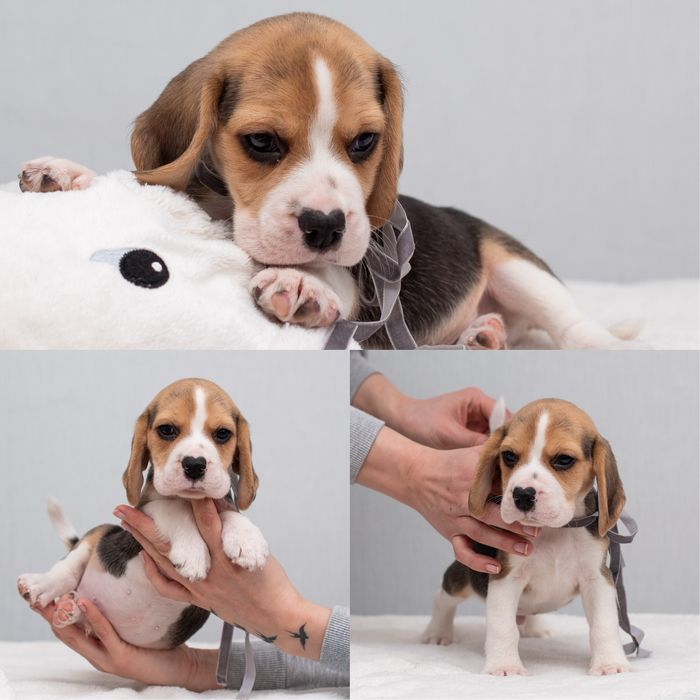 Цуценята бігля, відкрито бронювання