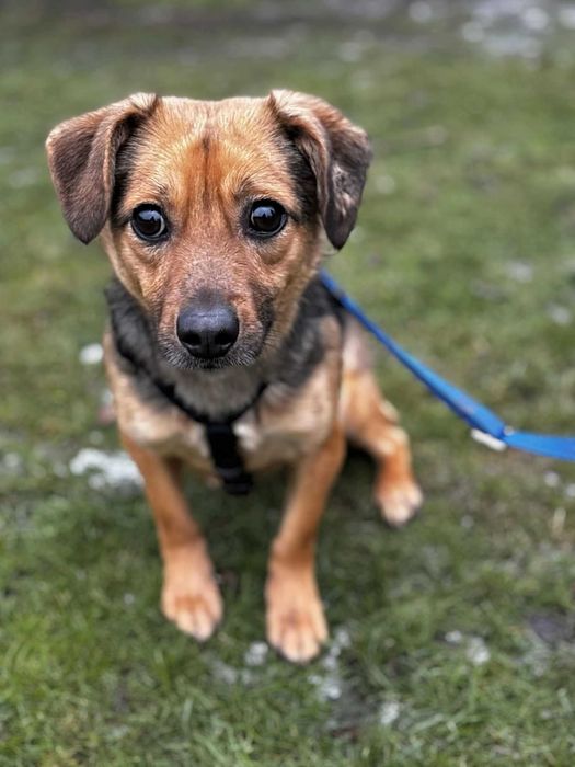 Potrzebuje pomocy mała sunia Filemona adoptuj