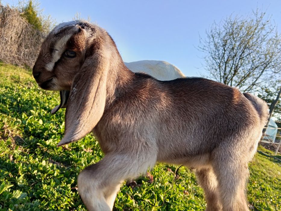 Koziołek Kozioł anglonubijski