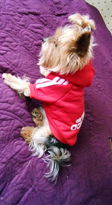 bluza dla psa rozm M np. york